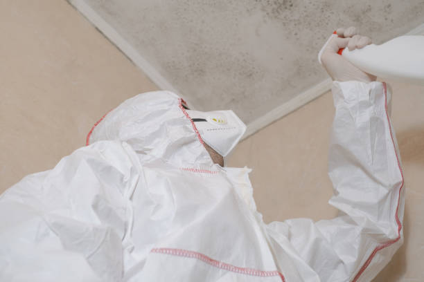 Best Kitchen Mold Remediation in Springfield, MO