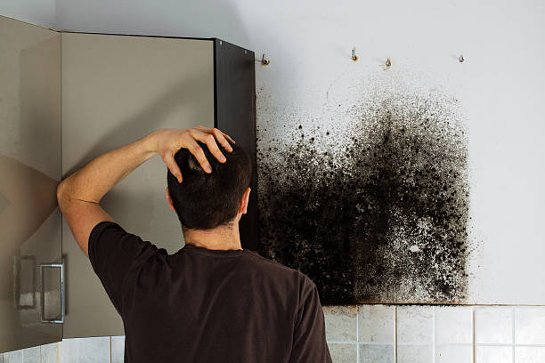 Best Post-Flood Mold Remediation in Springfield, MO