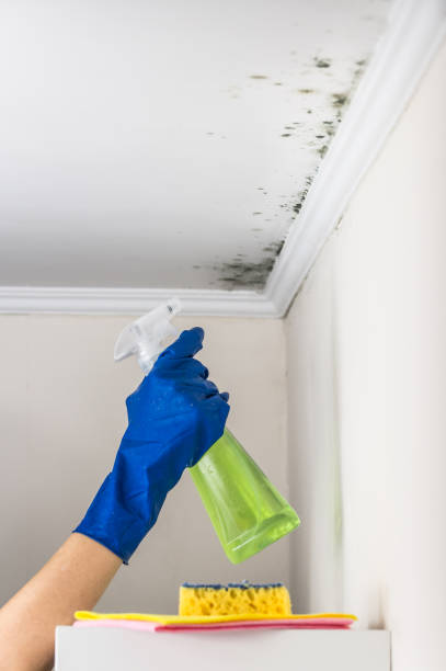 Best White Mold Remediation in Springfield, MO
