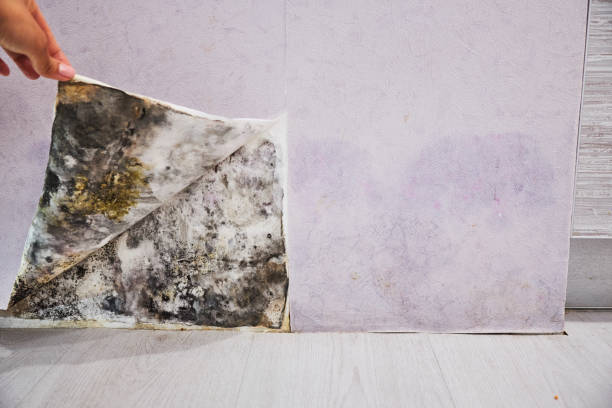 Best Commercial Mold Remediation in Springfield, MO